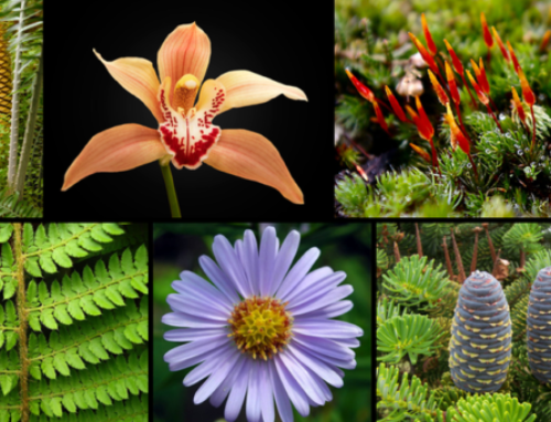 Webinar on “Practical session on plant taxonomic keys”